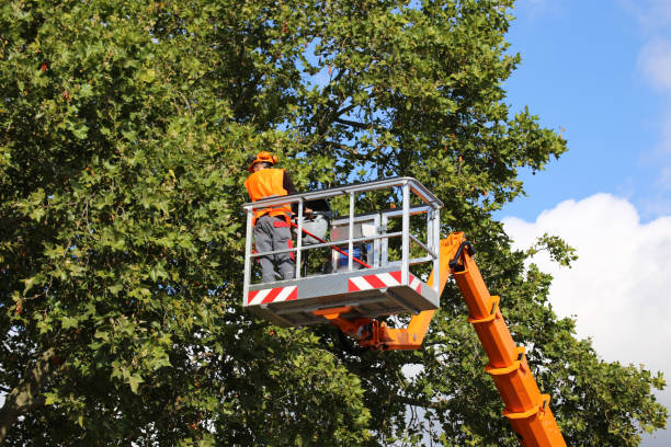 How Our Tree Care Process Works  in  Montauk, NY